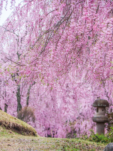 Cherry Blossom Wonders in Nara Prefecture | Trip.com Yoshino