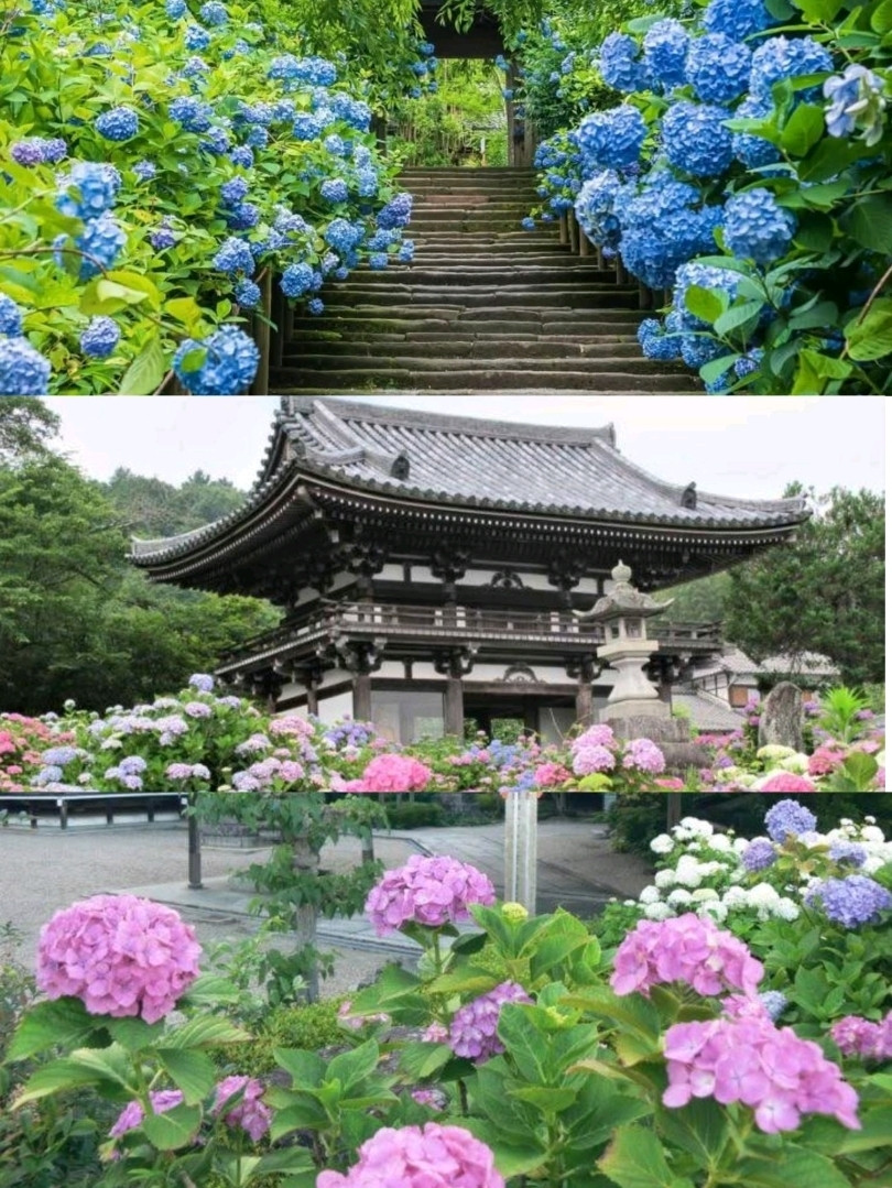 &ante. KAMAKURA 紫陽花 鎌倉の紫陽寺で過ごす、雨の日の隠れた魅力🌧️✨ | Trip.com 鎌倉