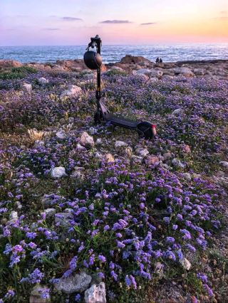 帕福斯的夕陽 — 海洋與紫色花海的交匯處