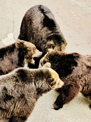 Exploring the Showa Shinzan Bear Ranch in Hokkaido.