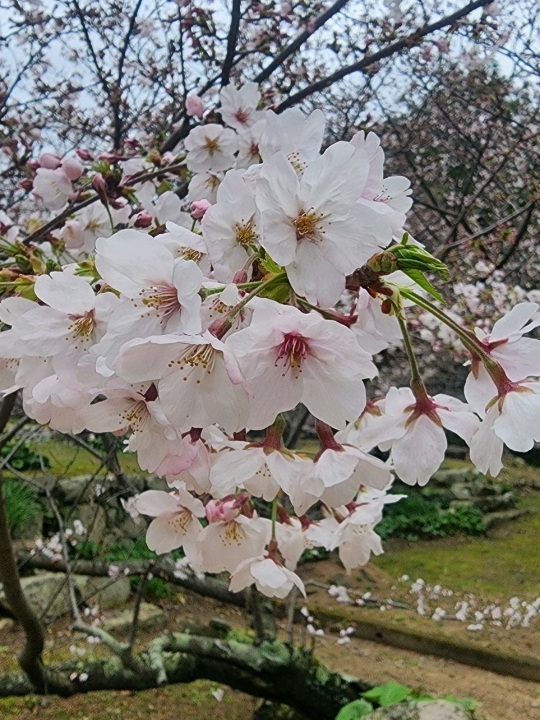 萩城下町 | 武士歷史與櫻花相遇之地。