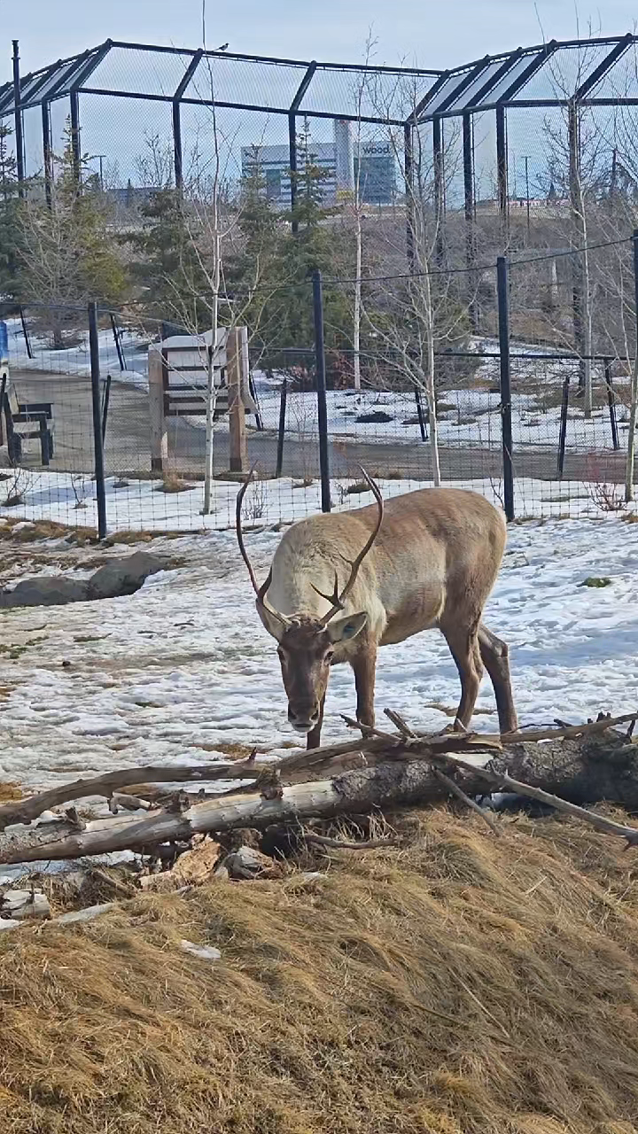 A fun day out at Calgary Zoo 