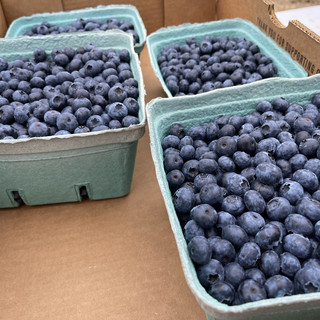 🇨🇦Vancouver is now in blueberry harvest season “Hazelwoods Farms”