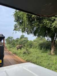 Udawalawe Safari - Sri Lanka. 