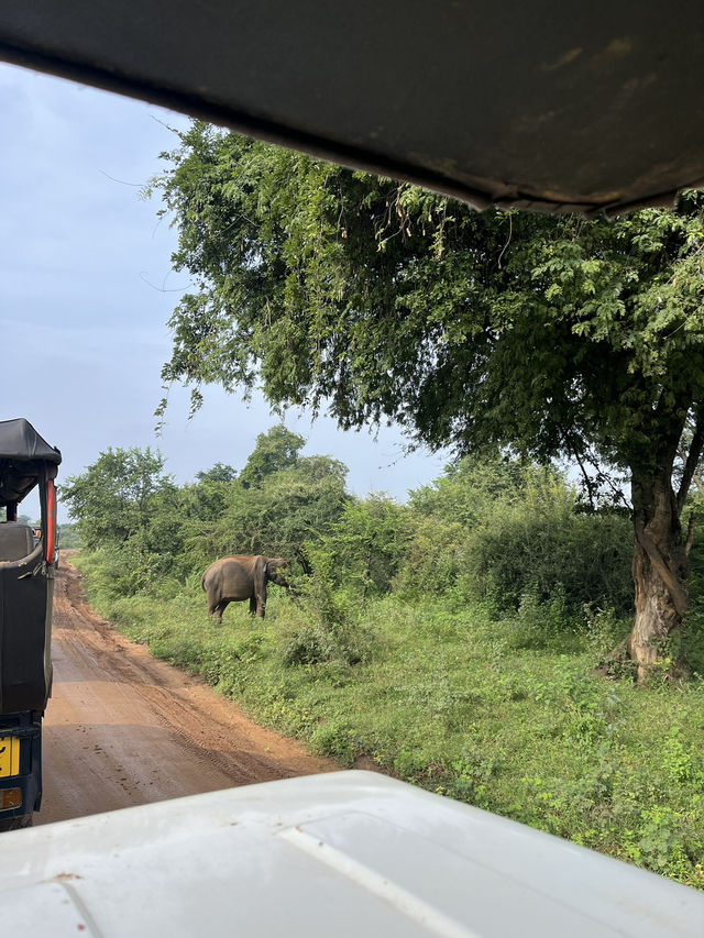 Udawalawe Safari - Sri Lanka. 