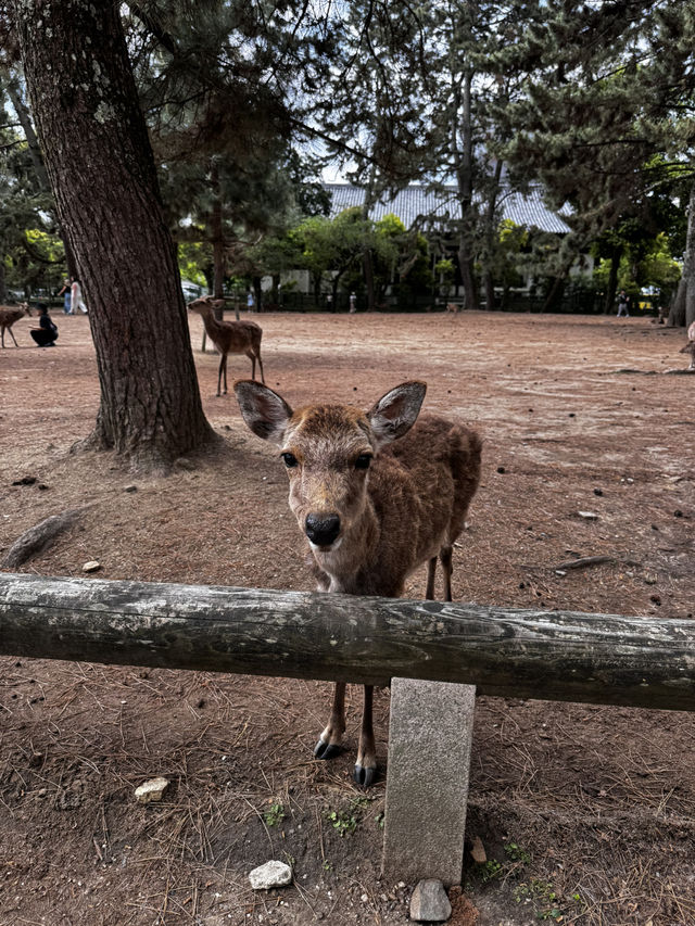 Experiencing the Heart of Japan in Kyoto 