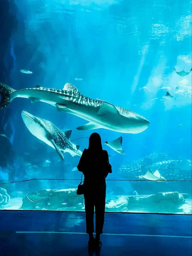 Chimelong Ocean Kingdom - Whale Shark Magic🦈