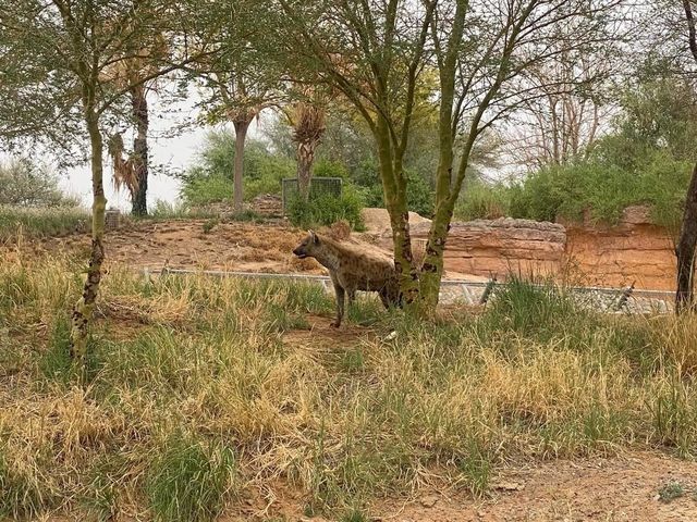 Al Ain Zoo  🐪