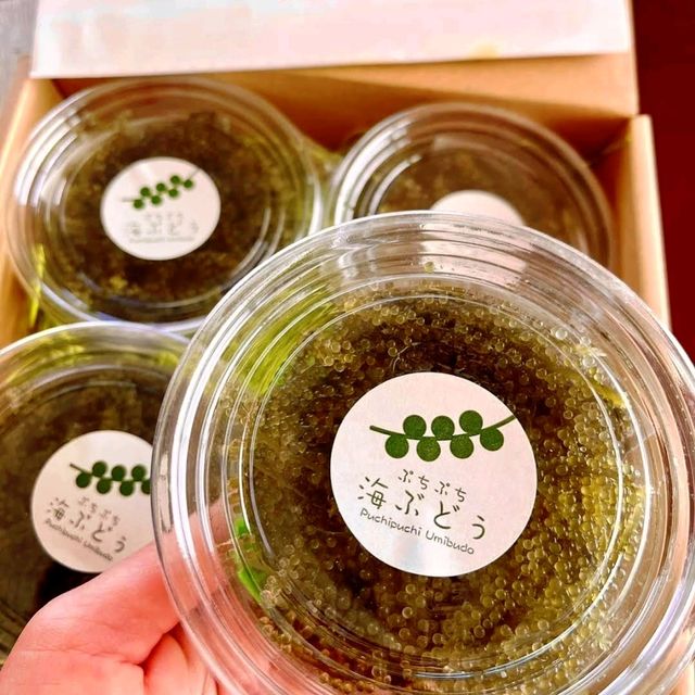 🌸海之道🌸親手採集海葡萄體驗