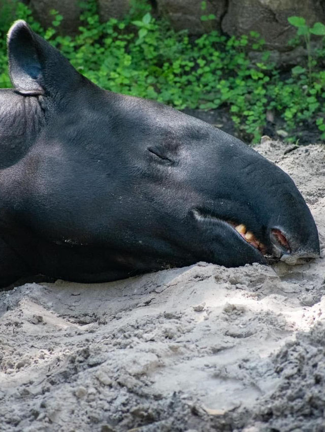 ZooTampa at Lowry Park 🇺🇸 ZooTampa at Lowry Park 🇺🇸