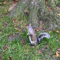 Explore the Beauty of Kensington Forest