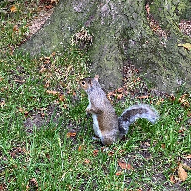 Explore the Beauty of Kensington Forest