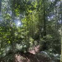 A perfect day in North Sumatra Bukit Lawang Jungle with Orangotans