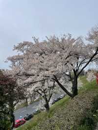 【瑞士的花季：櫻花、梅花齊齊開花！】