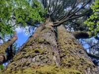 Evergreen Scotland 