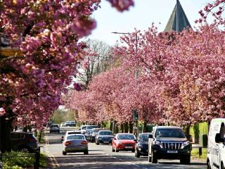 🌸 April Blooms in Preston: A Floral Wonderland 🌸