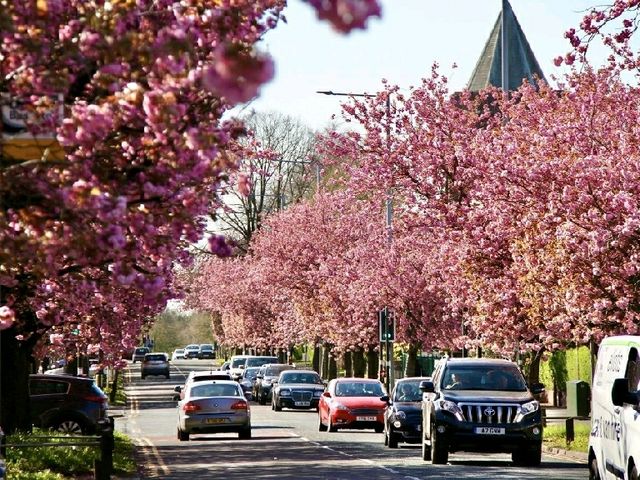 🌸 April Blooms in Preston: A Floral Wonderland 🌸