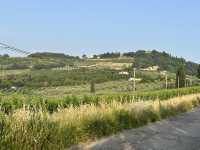 Vineyard visiting in Siena 