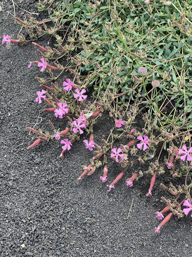 🇮🇹 西西里島卡塔尼亞：埃特納火山（Etna) 🌋
