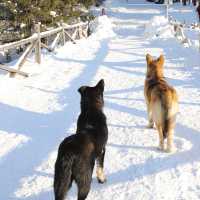 Kanas in Winter: A Frozen Fairy Tale of Snowbound Adventures