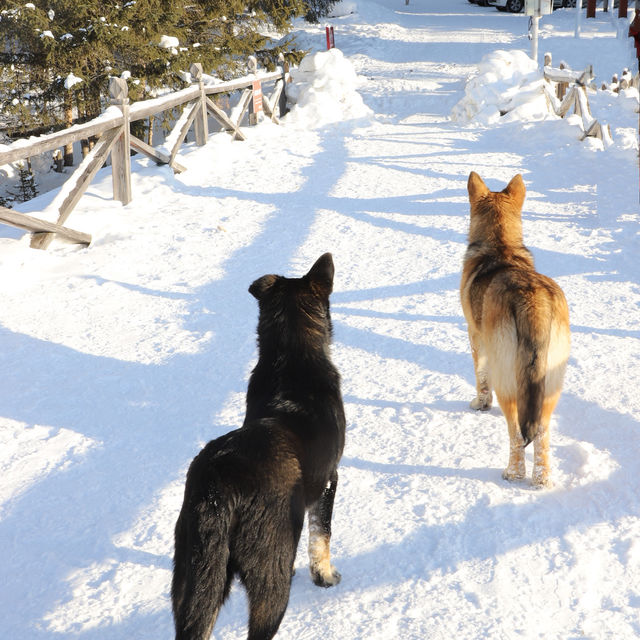 Kanas in Winter: A Frozen Fairy Tale of Snowbound Adventures