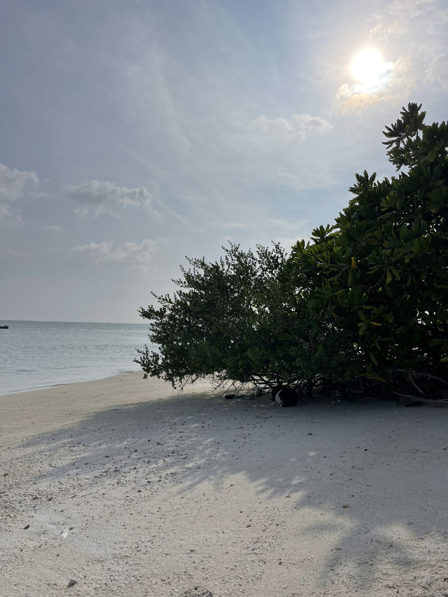 🏝️ Thulusdhoo Sandbank – A Slice of Maldives Heaven 🌊✨
