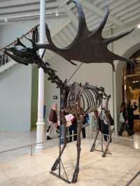 Bones, Beasts, and Stillness: A Walk Through Scotland’s Animal Archive