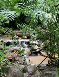 Mānoa Falls: Pure Rainforest Magic Just Minutes from Waikiki! 💙🌿