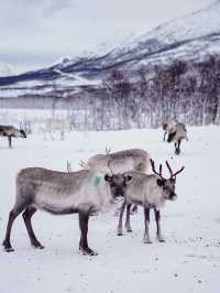 ✨ Northern Lights Hunt: Chasing Magic in the Arctic ✨