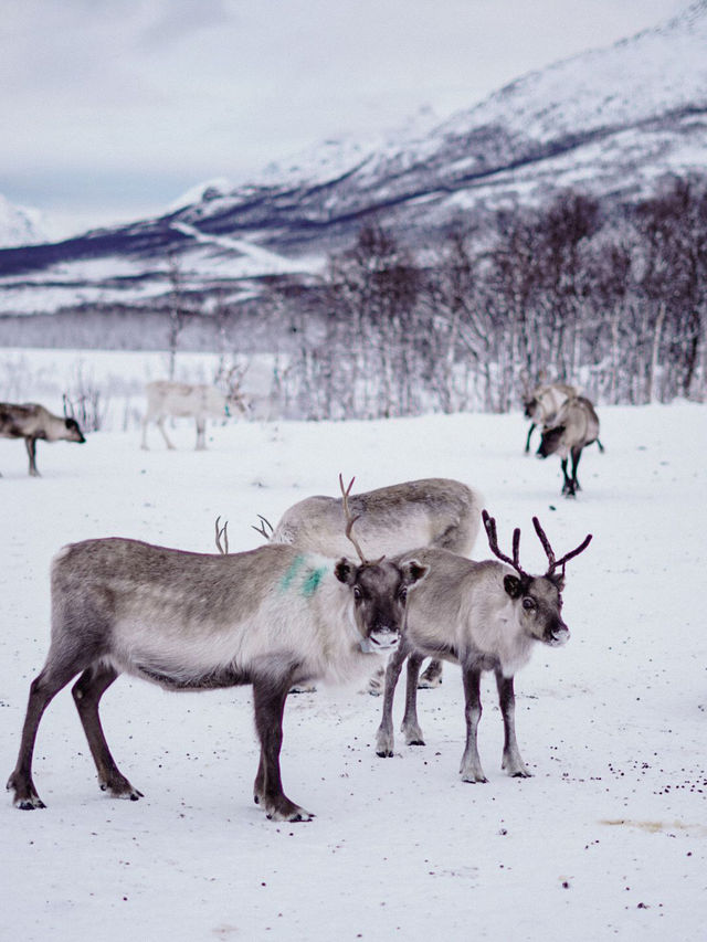 ✨ Northern Lights Hunt: Chasing Magic in the Arctic ✨ ✨ Northern Lights Hunt: Chasing Magic in the Arctic ✨