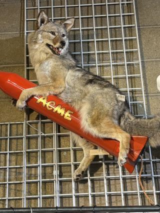 Colorado’s National Western scene is legit unreal! 🐴🤠 If you love wild western vibes, the National Western Complex in Denver (4655 N Humboldt St, Denver, CO 80216) is THE spot—you literally get front-row feels when you watch these insanely skilled riders in action 😍. If you missed my earlier post, go check it for some serious rodeo goals!

Next up: Casa Bonita in Lakewood (6715 W Colfax Ave, Lakewood, CO 80214). Yes, THE Casa Bonita—now even fresher and cooler than ever! If you know, you know... it’s got that wild blend of underground cave-meets-temple vibes, epic candlelit corners, and totally iconic western-style architecture. And the best part? You might just spot a tribute to Eric Cartman himself 🎉.

This city duo is all about big culture, crazy-chill activities, and photogenic moments for days. My close-up shot of that statue glowing by candlelight? Pure magic—like discovering a secret in the city.

Hot tip: The National Western Complex is open year-round, Monday to Friday from 9:00 AM–4:00 PM, so you can plan your trip without stressing. ✨

Ready for more Colorado goodness? Trust me, you gotta add these spots to your must-see list ASAP!