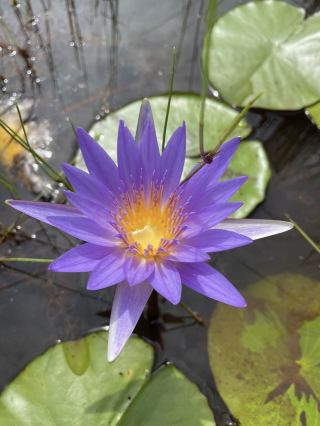 朝のサファリ