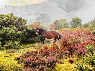 From Rolling Hills to Dramatic Cliffs: Exploring Devon, Lyndon & Kynance Cove