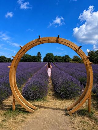 Warwick Lavender Fields 💜🪻