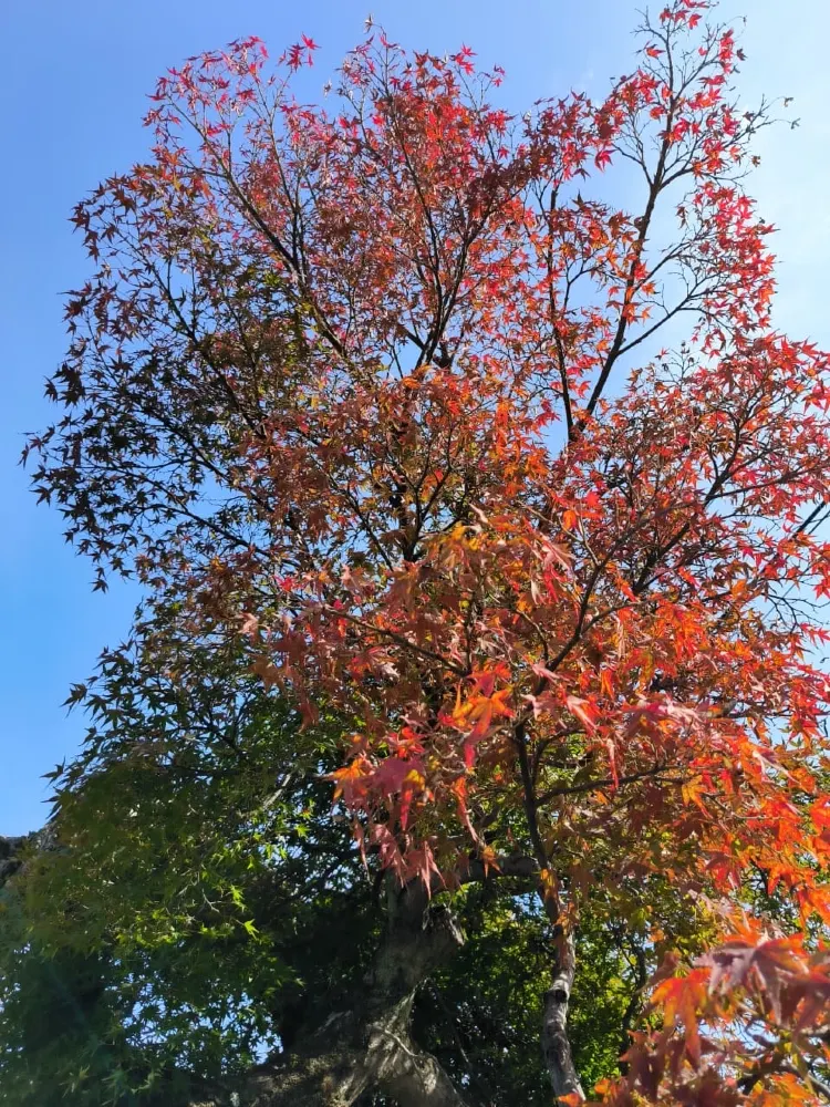 🍁 日本紅葉熱潮:何時是東京、大阪和京都紅葉購物的最佳時機? 🔥
