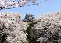 Recommend two Japanese cherry blossom viewing spots.