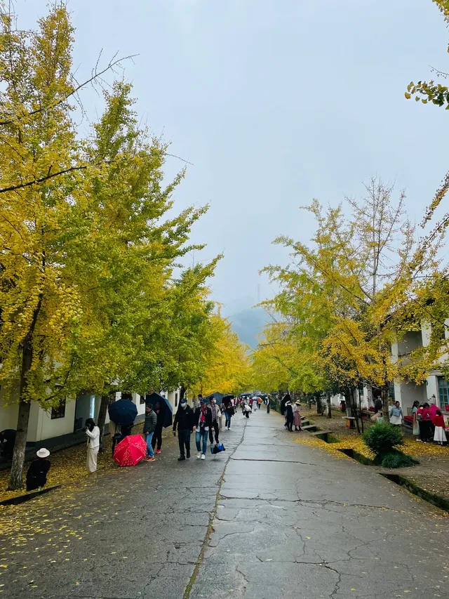 雨中的帽子峰景區