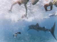 🐠 "Phuket Diving: Unveiling the Wonders of the Underwater World!" 🤿