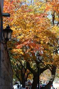 青島八大關異國建築群在色彩斑斕的閃爍下更加奪目迷人