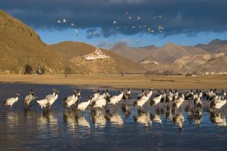 To watch cranes in Tibet, the best choice is the Hutoushan Reservoir in Linzhou County