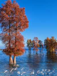 海鷗、日出、大海和紅杉樹，就是一整個浪漫……