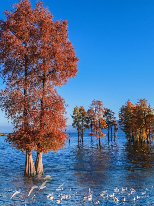 海鷗、日出、大海和紅杉樹，就是一整個浪漫……