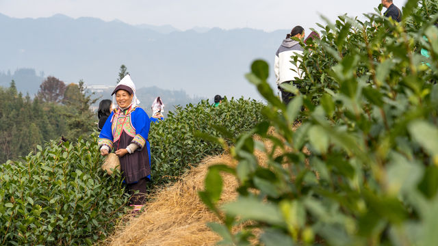 普安第一茶開採了