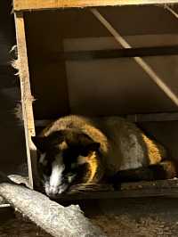 在清邁夜間動物園打卡，親密接觸可愛的動物