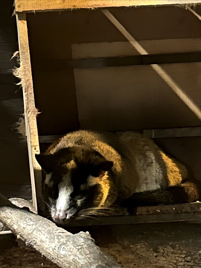 在清邁夜間動物園打卡，親密接觸可愛的動物