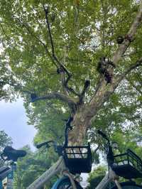 上海松江騎進秋天「雲間糧倉」