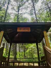 林間漫步，共赴鹿苑之約‖東豐南照山公園
