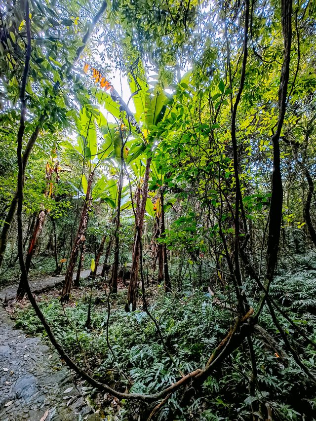 海南琼中，千奇百態的熱帶雨林景觀