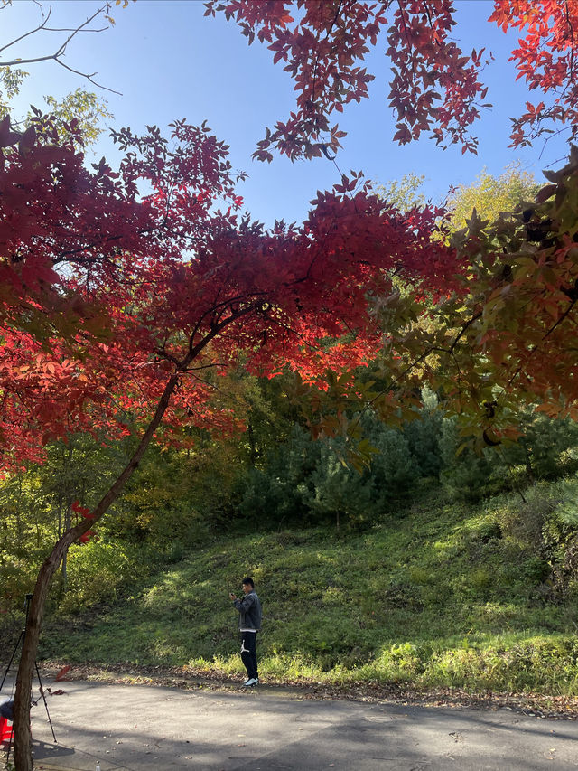 《關門山生態大峽谷景區》賞楓好去處