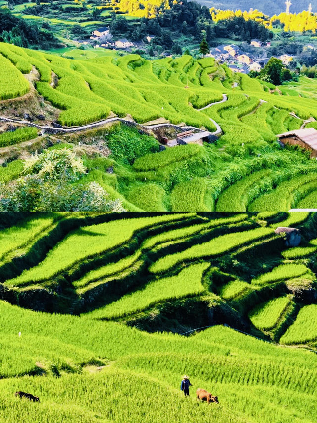 比起松陽！我更愛這個景美人少的小眾旅行地